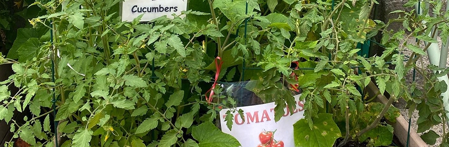 garden-our-school Tomatoes